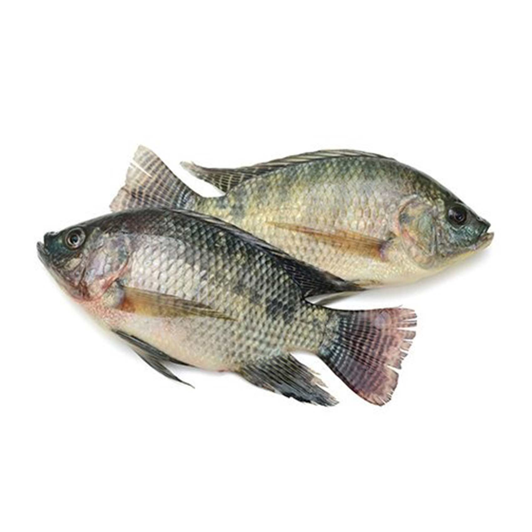 بلطى 2