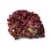 Lollo Rossa Lettuce Pack