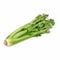 French Celery