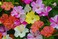 Pack of 3 Coloful Jasmine Flower Seeds