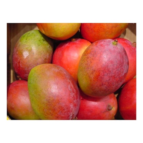 Mango Kent