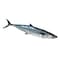 Fresh Whole King Fish