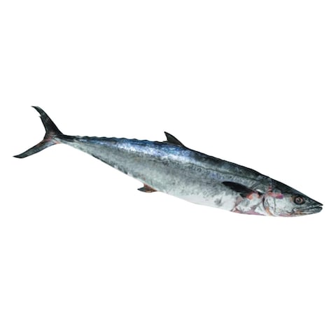 Fresh Whole King Fish