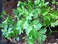 Gardenz Parsley Plants Seeds (Made In Spain) By Agrimaxgroup