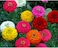 Pack of 3 Colourful Zennia Seeds