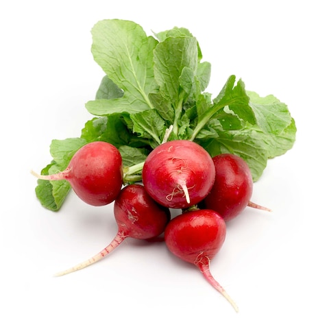 Red Holland Radish