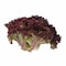 Lollo Rosso Red Lettuce