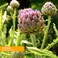 Herb Pharm Artichoke Extract, 1 Oz (Pack Of 1)