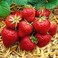 Strawberry Seeds AG0401 High productivity + Agricultural Perlite Box (5 LTR.) by GARDENZ