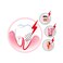 Sunstar Gum SensiVital + Mouthrinse Mouthwash 300ml