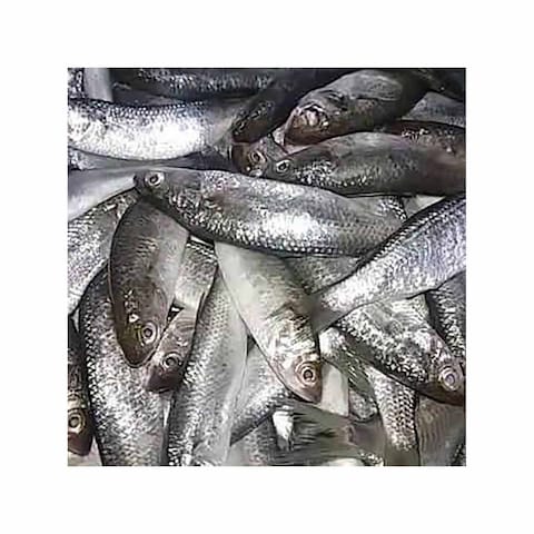 Sehlia Fish