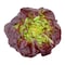 Butter Head Red Lettuce