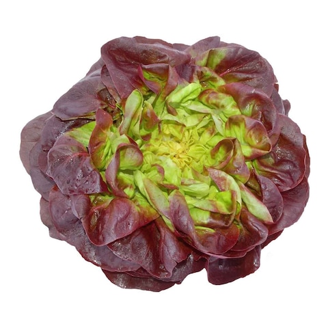 Butter Head Red Lettuce