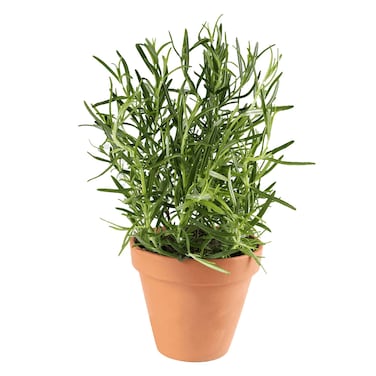 Potted Rosemary Plant