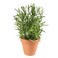 Potted Rosemary Plant