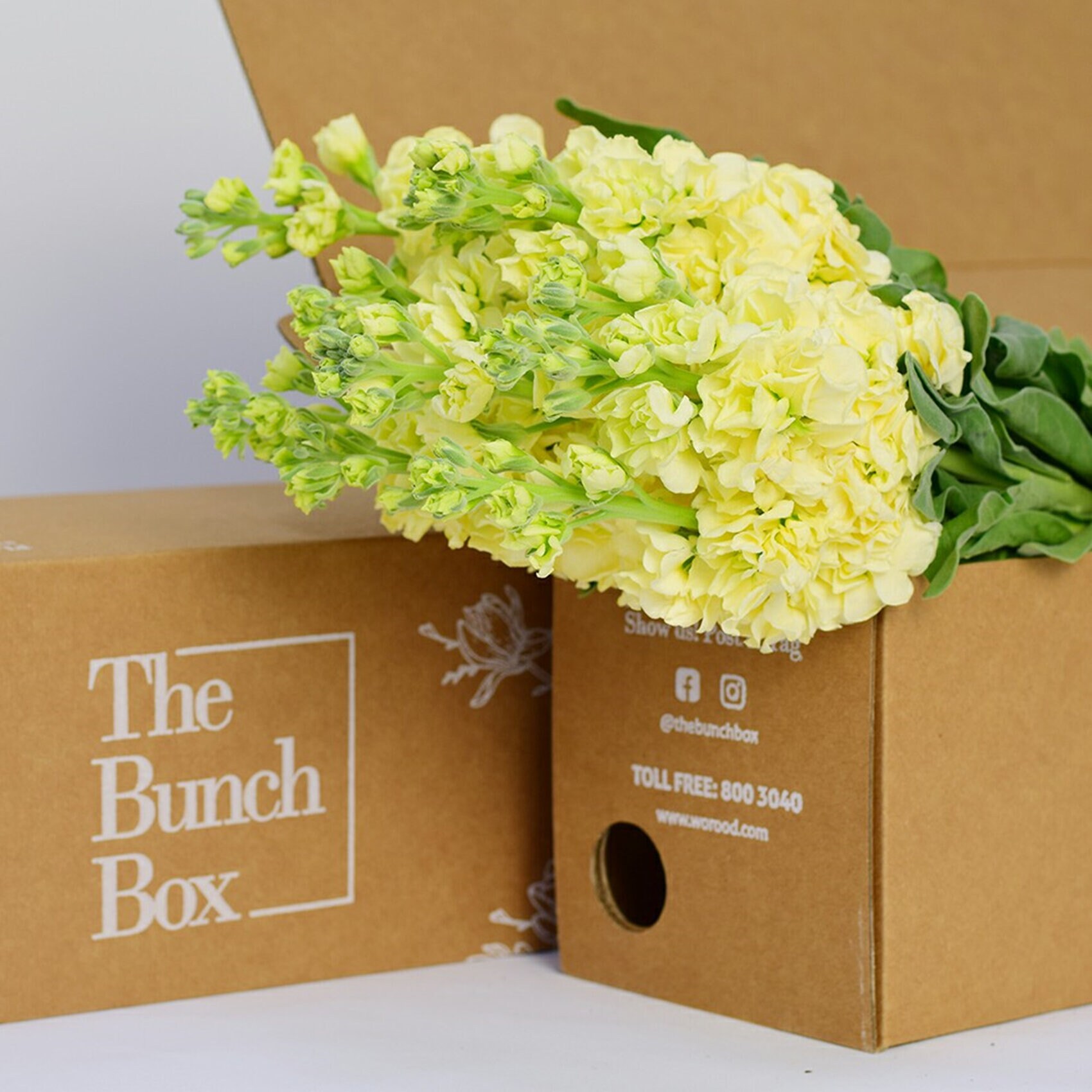 Buy The Bunch Box Matthiola Peach Mono Bunch Online | Carrefour UAE