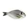 Sea Bream Fish - Small - 4 Pieces/kg