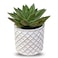 Enable Echeveria in White Round Fiber Cement Pot 14X12cm