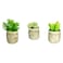 Mix Succulent Potted Plant 6Cm 3 Pieces