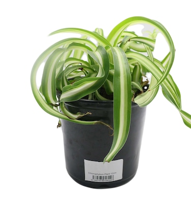 Chlorophytum Plant 12Cm