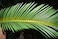YATAI Artificial Tropical Desert Cycad Plant - 1.1 Meters