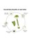 Apolol - Jade Facial Roller With Gua Sha Green/Gold
