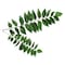 Curry Leaves Bunch Pc
