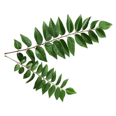 Curry Leaves Bunch Pc