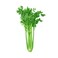 Biomass Celery Leaves Organic 