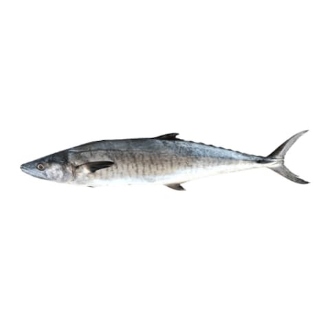 Drake Fish
