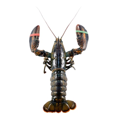 Frozen Lobster