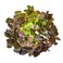 Aquaponic Lettuce Oakleaf Red