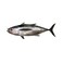 Longtail Tuna