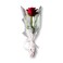 Red Rose Single Wrapping