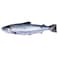 Norwegian Salmon 45