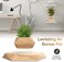 Nicetow Small Levitating Air Bonsai Pot, Decorative Resin Flower Pot, Magnetic Levitation Suspension Floating Pot, Office Planter Plant Pots For Home Desk Decor-Wood 19X3Cm(7X1Inch)