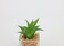 Artificial succulent bonsai-Model 03