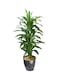 Generic Artificial Plant With Planter Green