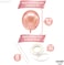 Katchon Rose Gold Balloons Party Decorations Set - Pack Of 30, 12 Inch, Rose Gold Balloon For Rose Gold Party Decoration, Rose Gold Balloons Metallic For Bridal Shower, Bachelorette, Birthday Balloons