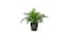 Artificial potted plant, in/outdoor Whitley Giant, 9 cm