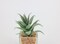 Artificial succulent bonsai -Model 01