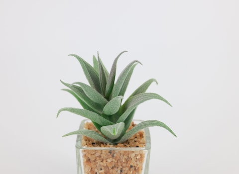 Artificial succulent bonsai -Model 01