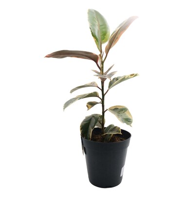 Ficus Elastia Single Stem 15Cm