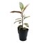 Ficus Elastia Single Stem 15Cm