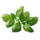 Basil Pack 50G