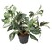 Generic Maranta Prayer Green Plant
