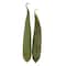 Snake Gourd