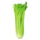 Celery Stick