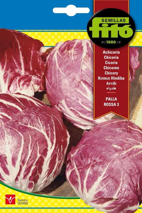 Fito Chicory Chioggia Red-3082