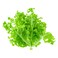 Aquaponic Lettuce Oakleaf Green 1Pc